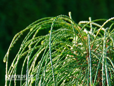 Туя складчатая Випкорд